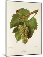 Altesse Grape-J. Troncy-Mounted Giclee Print