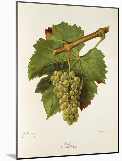Altesse Grape-J. Troncy-Mounted Giclee Print