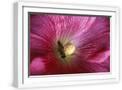 White Frame