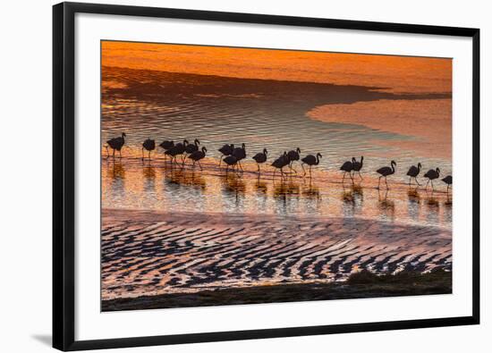 Altiplano, Bolivia, Eduardo Abaroa Andean Fauna National Reserve, Laguna Colorada, flamingos-Art Wolfe-Framed Photographic Print