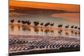 Altiplano, Bolivia, Eduardo Abaroa Andean Fauna National Reserve, Laguna Colorada, flamingos-Art Wolfe-Mounted Photographic Print