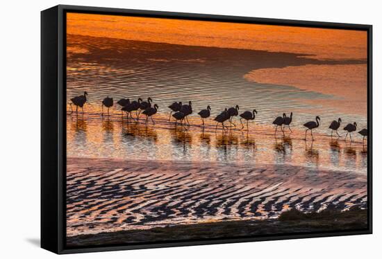 Altiplano, Bolivia, Eduardo Abaroa Andean Fauna National Reserve, Laguna Colorada, flamingos-Art Wolfe-Framed Stretched Canvas