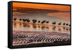 Altiplano, Bolivia, Eduardo Abaroa Andean Fauna National Reserve, Laguna Colorada, flamingos-Art Wolfe-Framed Stretched Canvas