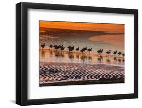 Altiplano, Bolivia, Eduardo Abaroa Andean Fauna National Reserve, Laguna Colorada, flamingos-Art Wolfe-Framed Photographic Print