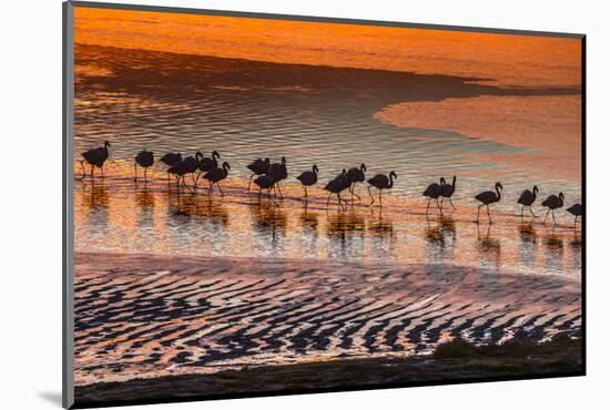 Altiplano, Bolivia, Eduardo Abaroa Andean Fauna National Reserve, Laguna Colorada, flamingos-Art Wolfe-Mounted Photographic Print