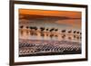 Altiplano, Bolivia, Eduardo Abaroa Andean Fauna National Reserve, Laguna Colorada, flamingos-Art Wolfe-Framed Photographic Print