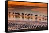 Altiplano, Bolivia, Eduardo Abaroa Andean Fauna National Reserve, Laguna Colorada, flamingos-Art Wolfe-Framed Stretched Canvas