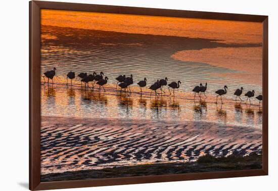 Altiplano, Bolivia, Eduardo Abaroa Andean Fauna National Reserve, Laguna Colorada, flamingos-Art Wolfe-Framed Photographic Print