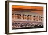 Altiplano, Bolivia, Eduardo Abaroa Andean Fauna National Reserve, Laguna Colorada, flamingos-Art Wolfe-Framed Photographic Print