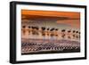 Altiplano, Bolivia, Eduardo Abaroa Andean Fauna National Reserve, Laguna Colorada, flamingos-Art Wolfe-Framed Photographic Print