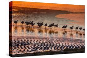 Altiplano, Bolivia, Eduardo Abaroa Andean Fauna National Reserve, Laguna Colorada, flamingos-Art Wolfe-Stretched Canvas