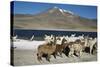 Altiplano, Chile, Close-Up of Llamas (Lama Glama)-Andres Morya Hinojosa-Stretched Canvas