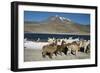 Altiplano, Chile, Close-Up of Llamas (Lama Glama)-Andres Morya Hinojosa-Framed Photographic Print