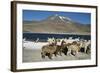 Altiplano, Chile, Close-Up of Llamas (Lama Glama)-Andres Morya Hinojosa-Framed Photographic Print
