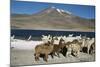 Altiplano, Chile, Close-Up of Llamas (Lama Glama)-Andres Morya Hinojosa-Mounted Photographic Print