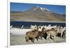 Altiplano, Chile, Close-Up of Llamas (Lama Glama)-Andres Morya Hinojosa-Framed Photographic Print