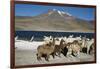 Altiplano, Chile, Close-Up of Llamas (Lama Glama)-Andres Morya Hinojosa-Framed Photographic Print