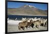 Altiplano, Chile, Close-Up of Llamas (Lama Glama)-Andres Morya Hinojosa-Framed Photographic Print