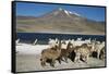 Altiplano, Chile, Close-Up of Llamas (Lama Glama)-Andres Morya Hinojosa-Framed Stretched Canvas