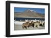 Altiplano, Chile, Close-Up of Llamas (Lama Glama)-Andres Morya Hinojosa-Framed Photographic Print