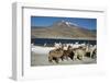 Altiplano, Chile, Close-Up of Llamas (Lama Glama)-Andres Morya Hinojosa-Framed Photographic Print