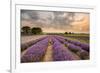 Alton Lavender Farm, Hampshire, Uk-Chris Button-Framed Photographic Print