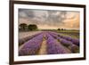 Alton Lavender Farm, Hampshire, Uk-Chris Button-Framed Photographic Print