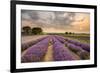 Alton Lavender Farm, Hampshire, Uk-Chris Button-Framed Photographic Print