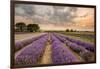 Alton Lavender Farm, Hampshire, Uk-Chris Button-Framed Photographic Print