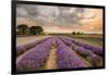 Alton Lavender Farm, Hampshire, Uk-Chris Button-Framed Photographic Print