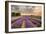 Alton Lavender Farm, Hampshire, Uk-Chris Button-Framed Photographic Print