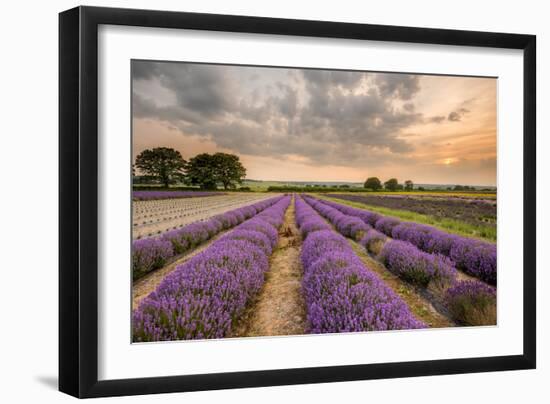 Alton Lavender Farm, Hampshire, Uk-Chris Button-Framed Photographic Print