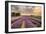 Alton Lavender Farm, Hampshire, Uk-Chris Button-Framed Photographic Print