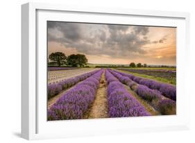 Alton Lavender Farm, Hampshire, Uk-Chris Button-Framed Photographic Print