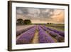 Alton Lavender Farm, Hampshire, Uk-Chris Button-Framed Photographic Print