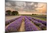 Alton Lavender Farm, Hampshire, Uk-Chris Button-Mounted Photographic Print