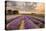 Alton Lavender Farm, Hampshire, Uk-Chris Button-Stretched Canvas