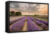 Alton Lavender Farm, Hampshire, Uk-Chris Button-Framed Stretched Canvas