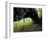 Alum Cove Natural Bridge, Ozark-St Francis National Forest, Arkansas, USA-Charles Gurche-Framed Photographic Print