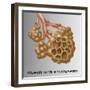 Alveoli with Emphysema-Gwen Shockey-Framed Giclee Print