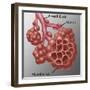 Alveoli-Gwen Shockey-Framed Giclee Print