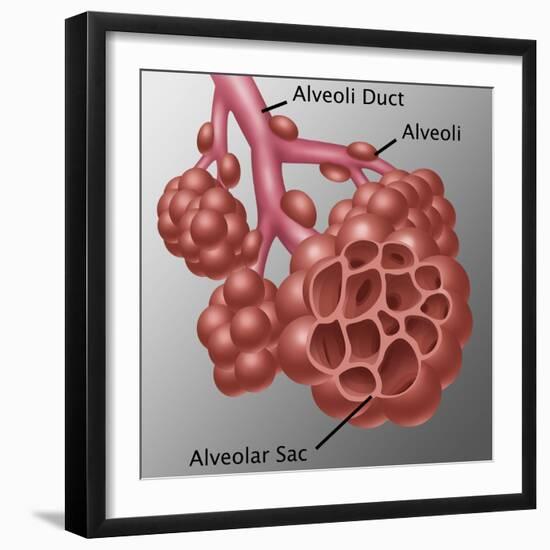 Alveoli-Gwen Shockey-Framed Giclee Print