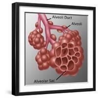 Alveoli-Gwen Shockey-Framed Giclee Print