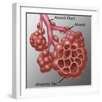 Alveoli-Gwen Shockey-Framed Giclee Print