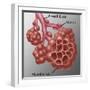 Alveoli-Gwen Shockey-Framed Giclee Print