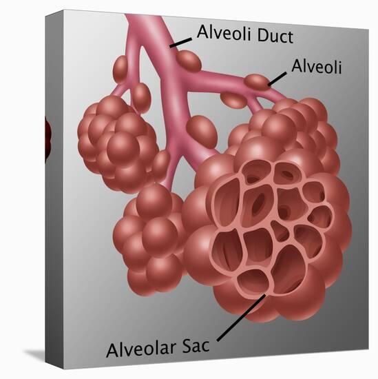 Alveoli-Gwen Shockey-Stretched Canvas