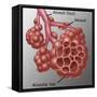 Alveoli-Gwen Shockey-Framed Stretched Canvas