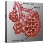 Alveoli-Gwen Shockey-Stretched Canvas