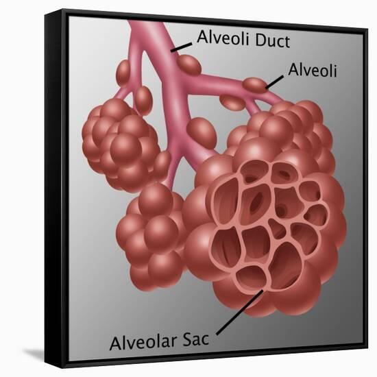 Alveoli-Gwen Shockey-Framed Stretched Canvas