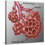 Alveoli-Gwen Shockey-Stretched Canvas